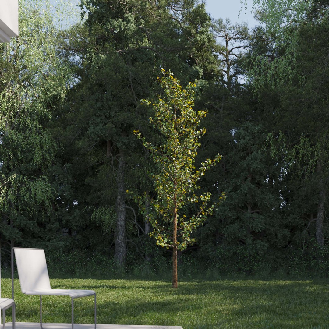 3D Real Trees III https://p.turbosquid.com/ts-thumb/6B/8vPwdA/Zo/vpginkgotreev3/jpg/1685383377/1920x1080/fit_q87/50373944b270d74c609fb6308ec53a672bea463c/vpginkgotreev3.jpg