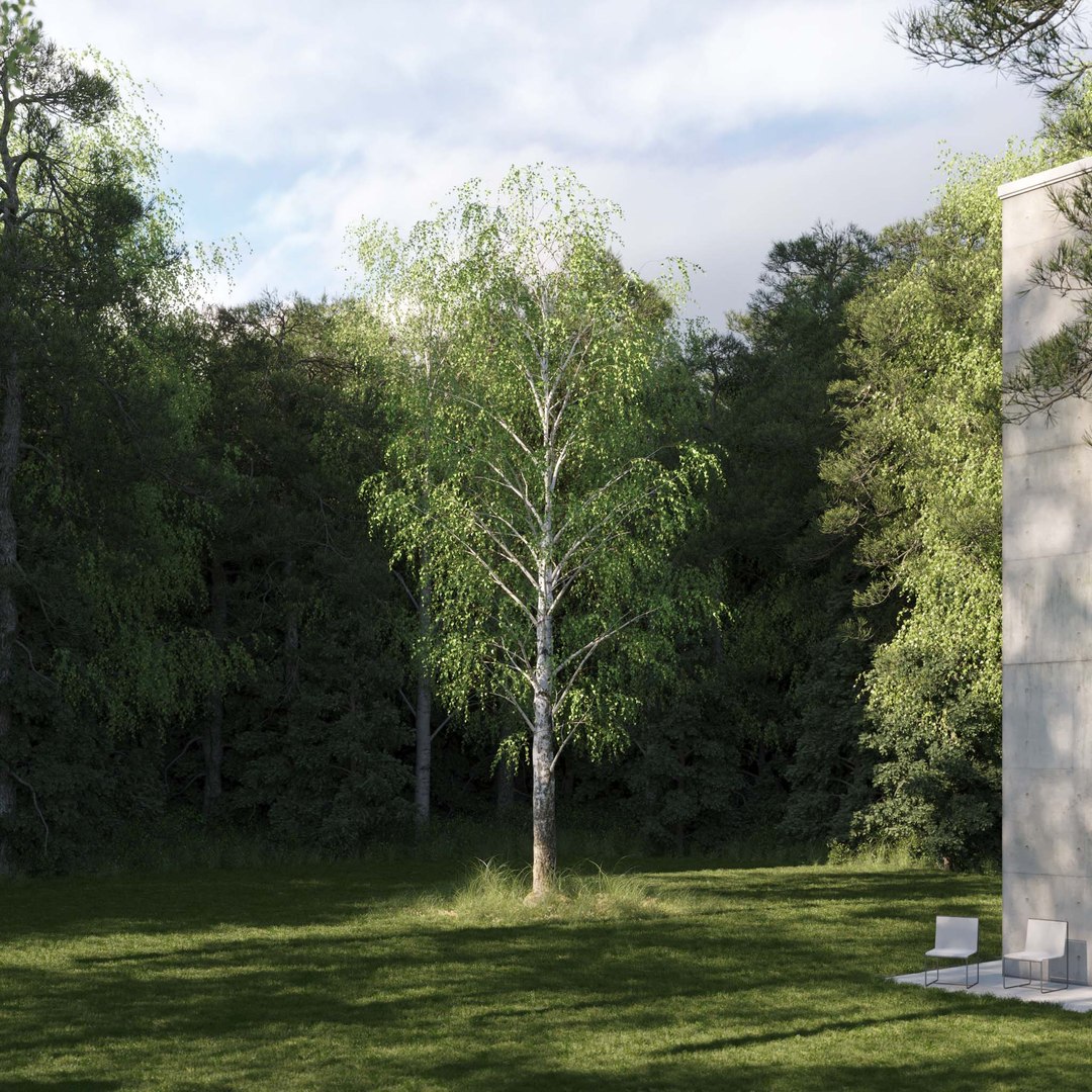 3D Real Trees III https://p.turbosquid.com/ts-thumb/6B/8vPwdA/Zq/vpbirchv92k/jpg/1685383342/1920x1080/fit_q87/f91e4c46b6fe82ccedbff26d273291b3a8187a2f/vpbirchv92k.jpg