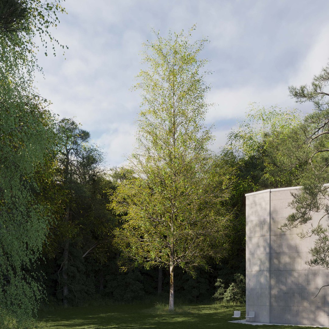 3D Real Trees III https://p.turbosquid.com/ts-thumb/6B/8vPwdA/ar/vplindentreev11/jpg/1685383412/1920x1080/fit_q87/3dace1ff8f38adab6cd014bc26ac6326bf6251a0/vplindentreev11.jpg