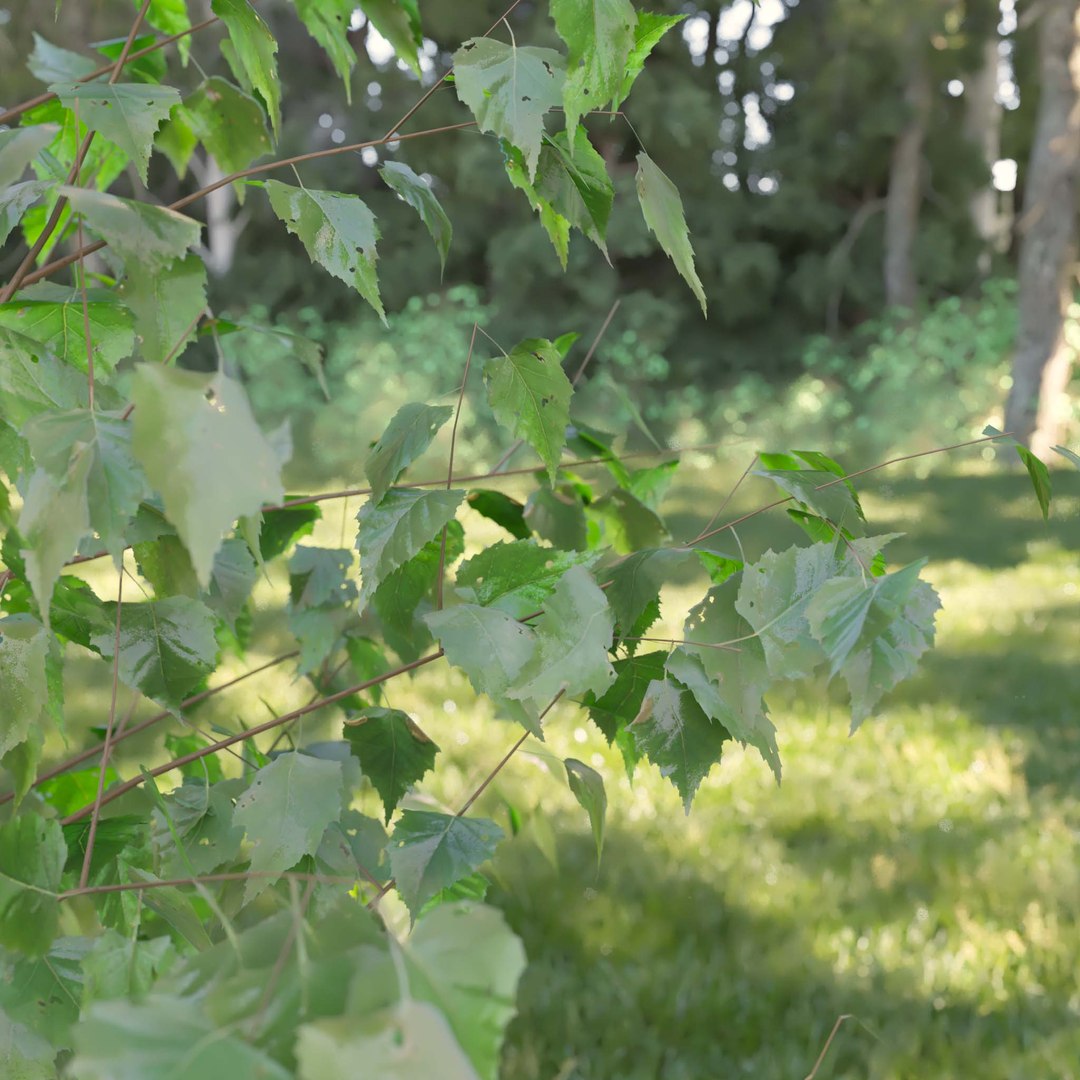 3D Real Trees III https://p.turbosquid.com/ts-thumb/6B/8vPwdA/b6/vpbirchcloseup022k/jpg/1685383336/1920x1080/fit_q87/4dae6e8faf48ca948d006b3a84a604461047aa78/vpbirchcloseup022k.jpg