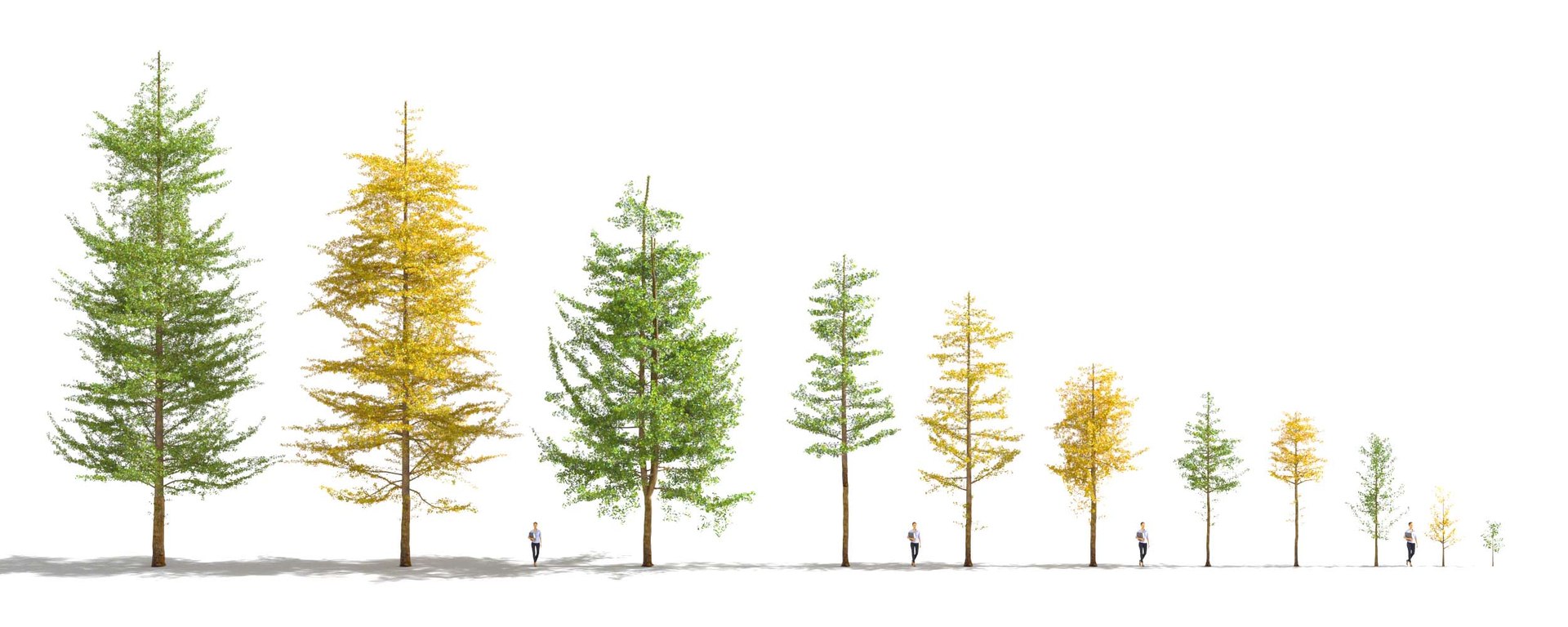 3D Real Trees III https://p.turbosquid.com/ts-thumb/6B/8vPwdA/bn/vpginkgotreeslineup/jpg/1685383382/1920x1080/fit_q87/da4bbd29f30ebfa1675849a23f58c00ef36b4991/vpginkgotreeslineup.jpg