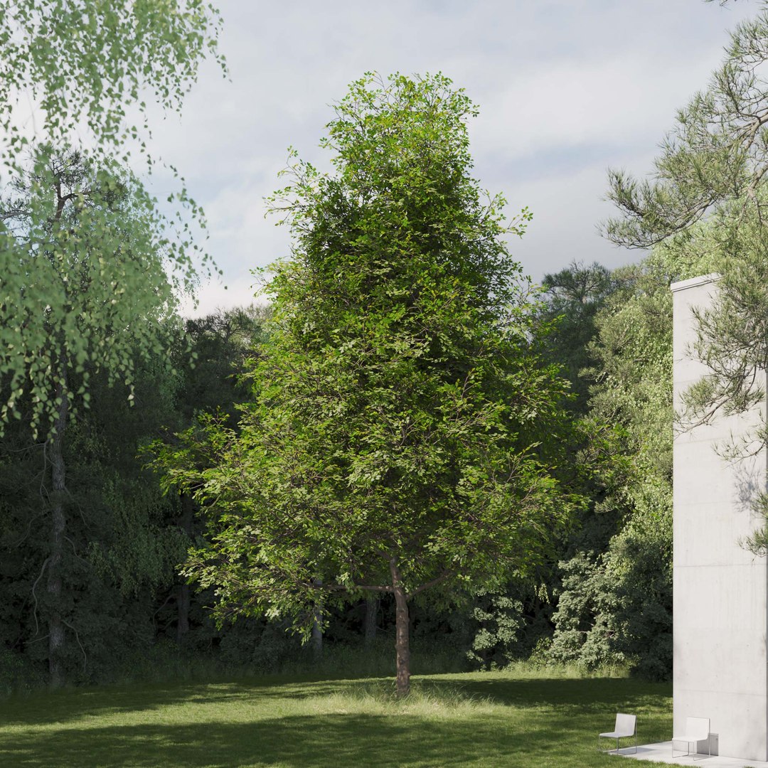 3D Real Trees III https://p.turbosquid.com/ts-thumb/6B/8vPwdA/bt/vpoaktreev8/jpg/1685383472/1920x1080/fit_q87/9e26e62203b5362c6569e3483b0c6ea4cbbe6118/vpoaktreev8.jpg