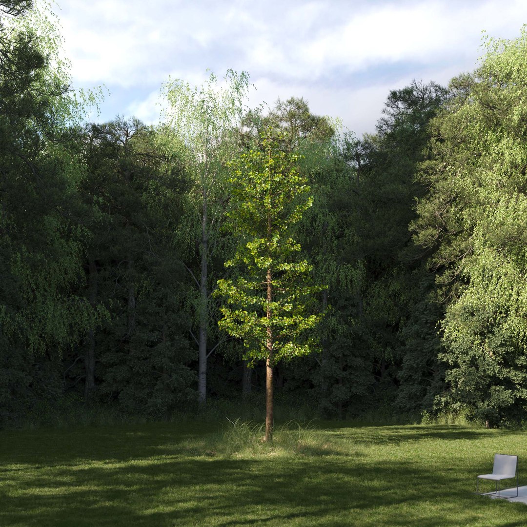 3D Real Trees III https://p.turbosquid.com/ts-thumb/6B/8vPwdA/cL/vpginkgotreev8/jpg/1685383380/1920x1080/fit_q87/fd553e4e78ee7a3852bb7da9503a4608294da548/vpginkgotreev8.jpg