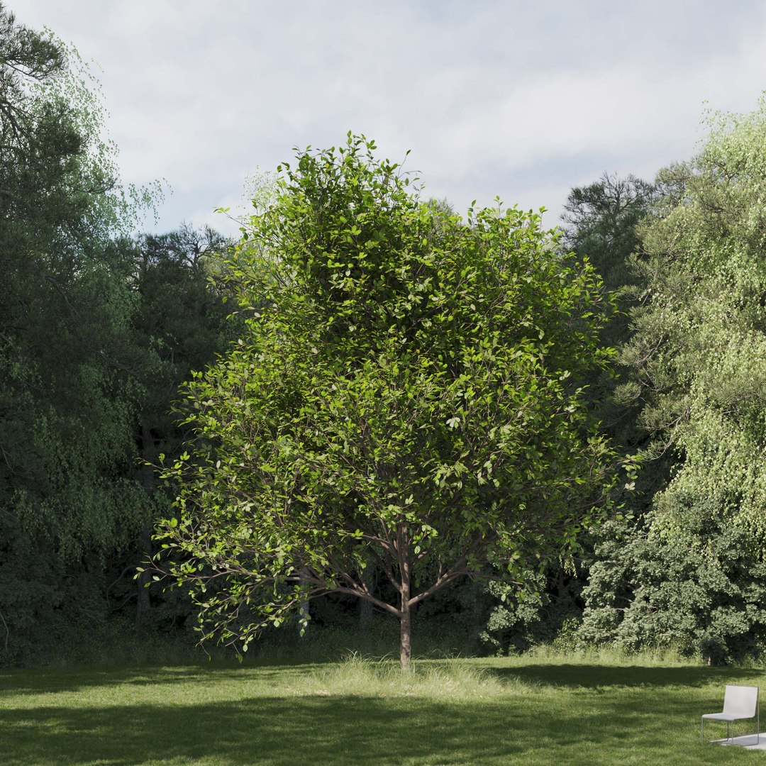 3D Real Trees III https://p.turbosquid.com/ts-thumb/6B/8vPwdA/d5/vpoaktreev4/jpg/1685383468/1920x1080/fit_q87/e68dfb6599106f4d122dac32ca2dca52321bec38/vpoaktreev4.jpg
