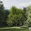 Real Trees III