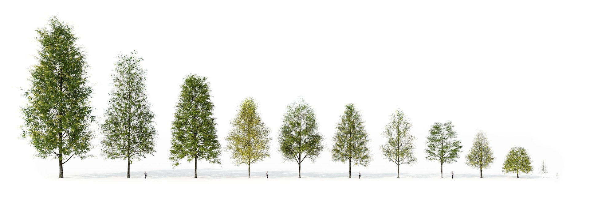 3D Real Trees III https://p.turbosquid.com/ts-thumb/6B/8vPwdA/d7/vplindenall12variations2500px/jpg/1685383404/1920x1080/fit_q87/28e5f7db6ca0583495a9fa3acfcc43ac5838461d/vplindenall12variations2500px.jpg