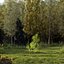 Real Trees III