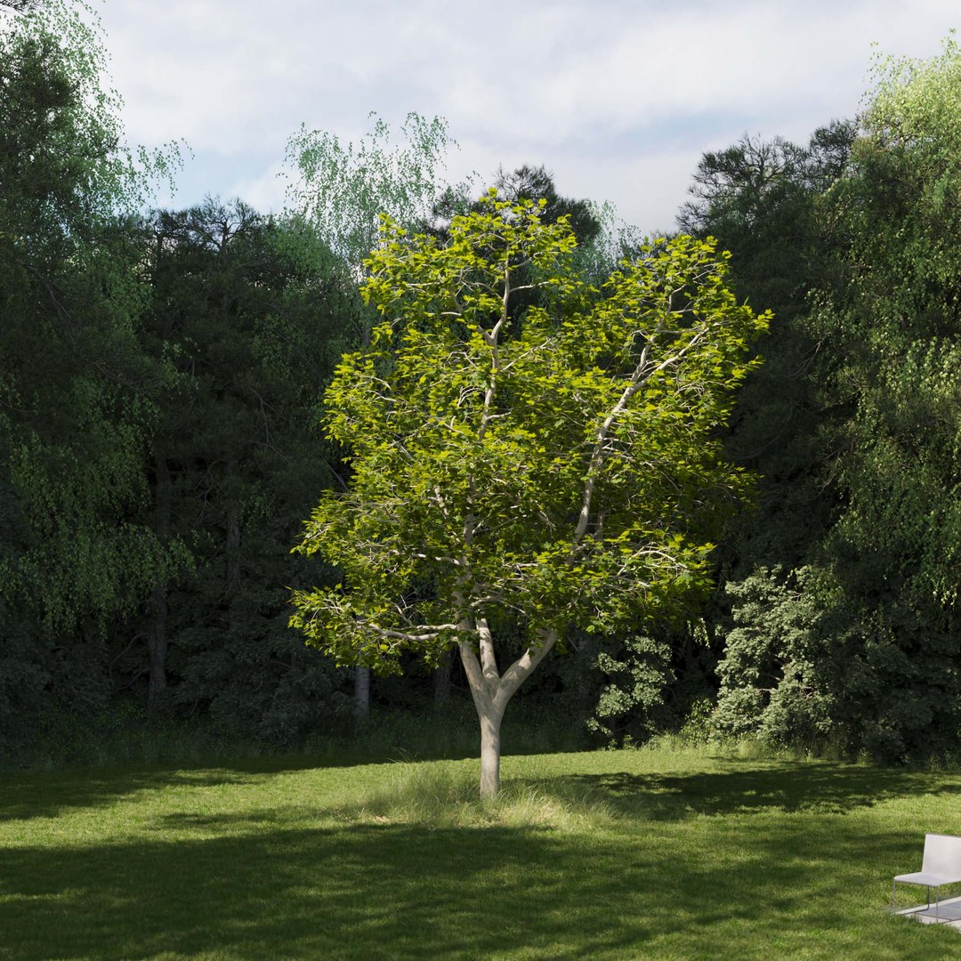 3D Real Trees III https://p.turbosquid.com/ts-thumb/6B/8vPwdA/eP/vpamericanplanetreev8/jpg/1685383555/1920x1080/fit_q87/11b69b237daf2a13c0b804fbfc87f2495f6914b8/vpamericanplanetreev8.jpg