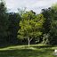 Real Trees III