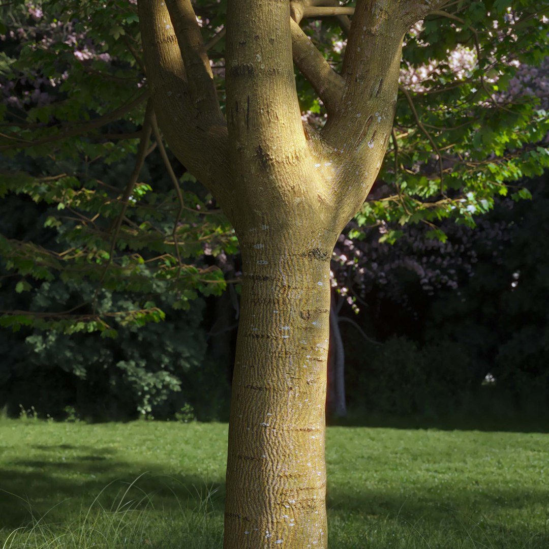 3D Real Trees III https://p.turbosquid.com/ts-thumb/6B/8vPwdA/j6/vpsycamoremapletrunk/jpg/1685383514/1920x1080/fit_q87/7693f17698b50fac8b23b27e13c786b1b0bfad92/vpsycamoremapletrunk.jpg
