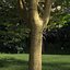 Real Trees III