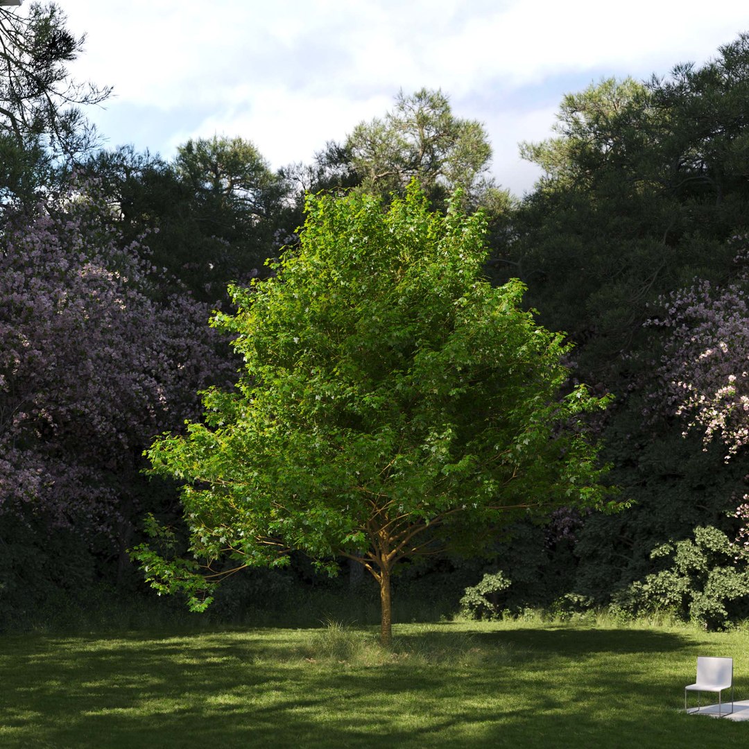 3D Real Trees III https://p.turbosquid.com/ts-thumb/6B/8vPwdA/jv/vpsycamoremaplev7/jpg/1685383519/1920x1080/fit_q87/a4ceba6158a785380c9ca1f120756e866af54ff1/vpsycamoremaplev7.jpg