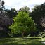 Real Trees III
