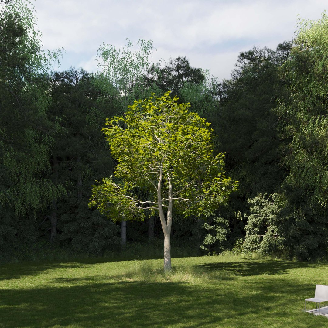 3D Real Trees III https://p.turbosquid.com/ts-thumb/6B/8vPwdA/kU/vpamericanplanetreev7/jpg/1685383554/1920x1080/fit_q87/3f9028e33228ff0cc2173c17d6516afd9ee986b7/vpamericanplanetreev7.jpg
