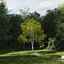 Real Trees III