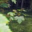 Real Trees III