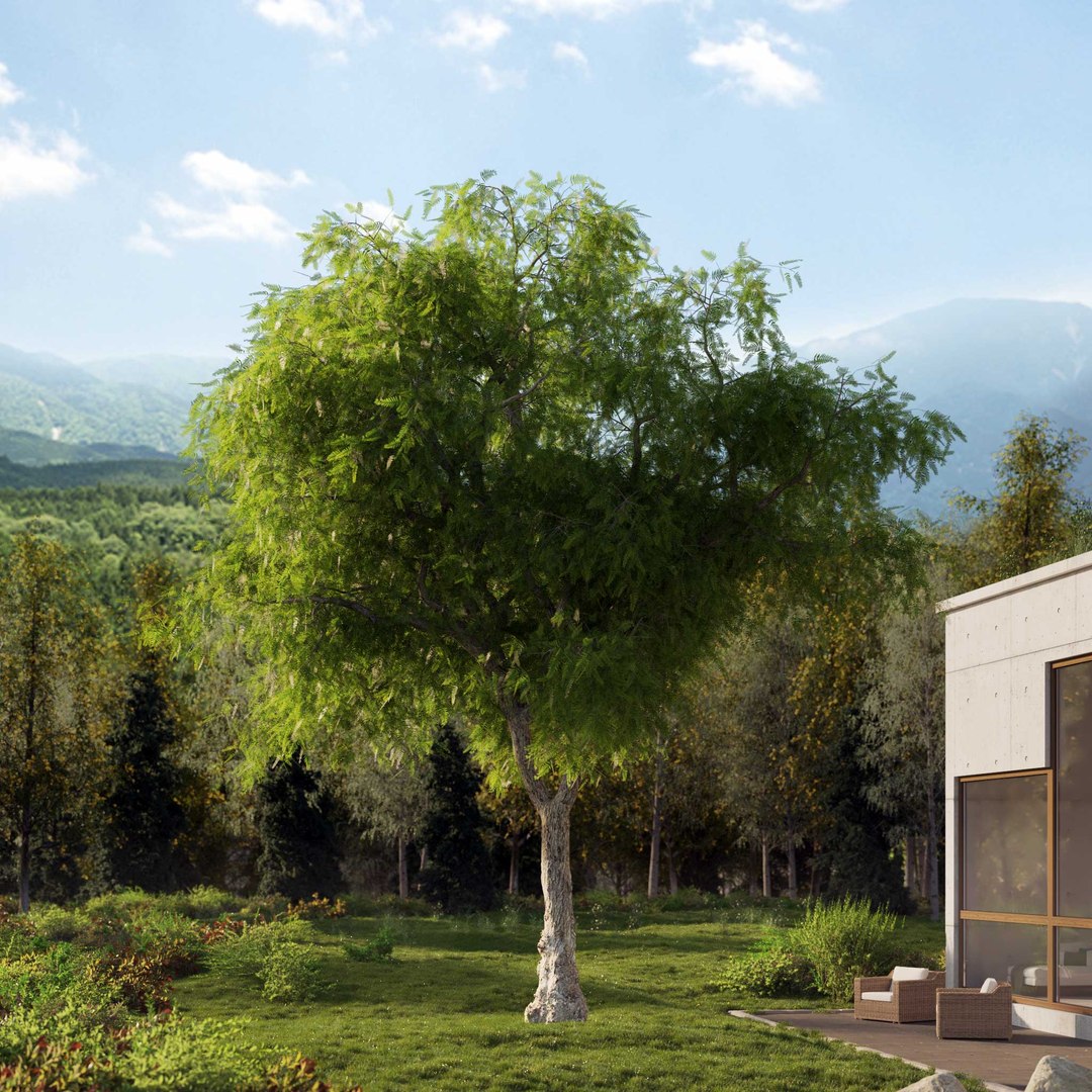 3D Real Trees III https://p.turbosquid.com/ts-thumb/6B/8vPwdA/lc/vpamericanpepperv8/jpg/1685383439/1920x1080/fit_q87/ee96b763bfa5885f924db0dbdf0319ce2691fc79/vpamericanpepperv8.jpg