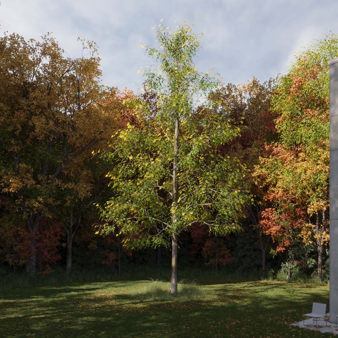 3D Real Trees III https://p.turbosquid.com/ts-thumb/6B/8vPwdA/mF/vplindentreev7/jpg/1685383409/1920x1080/fit_q87/5b30e08e6b7cba5b869bc552b29503bdfa1ed652/vplindentreev7.jpg