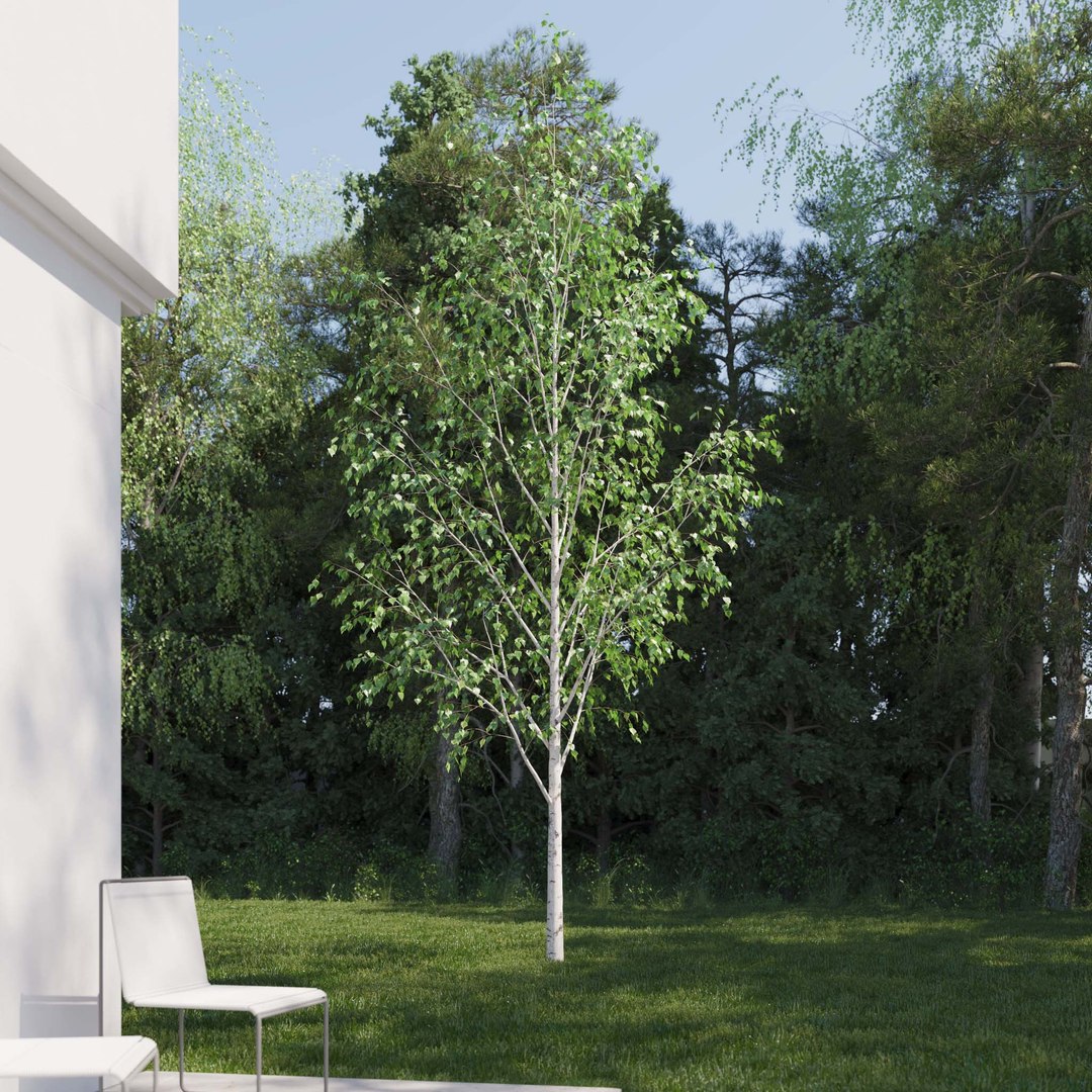 3D Real Trees III https://p.turbosquid.com/ts-thumb/6B/8vPwdA/mh/vpbirchv72k/jpg/1685383341/1920x1080/fit_q87/00348a186fd51a34c76a4f67f55ed4f1eb20f7aa/vpbirchv72k.jpg