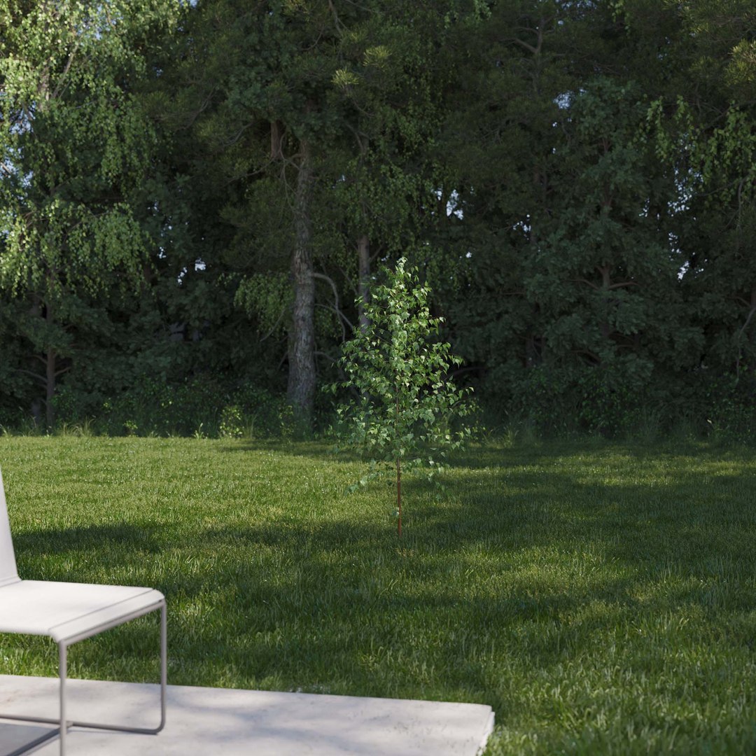 3D Real Trees III https://p.turbosquid.com/ts-thumb/6B/8vPwdA/nZ/vpbirchv22k/jpg/1685383338/1920x1080/fit_q87/7306a7a05e3b75d0a785464934968cba744153aa/vpbirchv22k.jpg