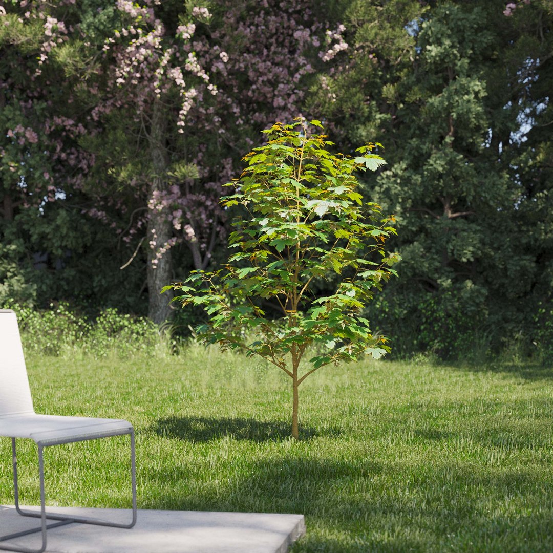 3D Real Trees III https://p.turbosquid.com/ts-thumb/6B/8vPwdA/pN/vpsycamoremaplev2/jpg/1685383516/1920x1080/fit_q87/718130330d76fa5ba68cc226d5ab4ed7ab022aff/vpsycamoremaplev2.jpg