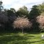Real Trees III