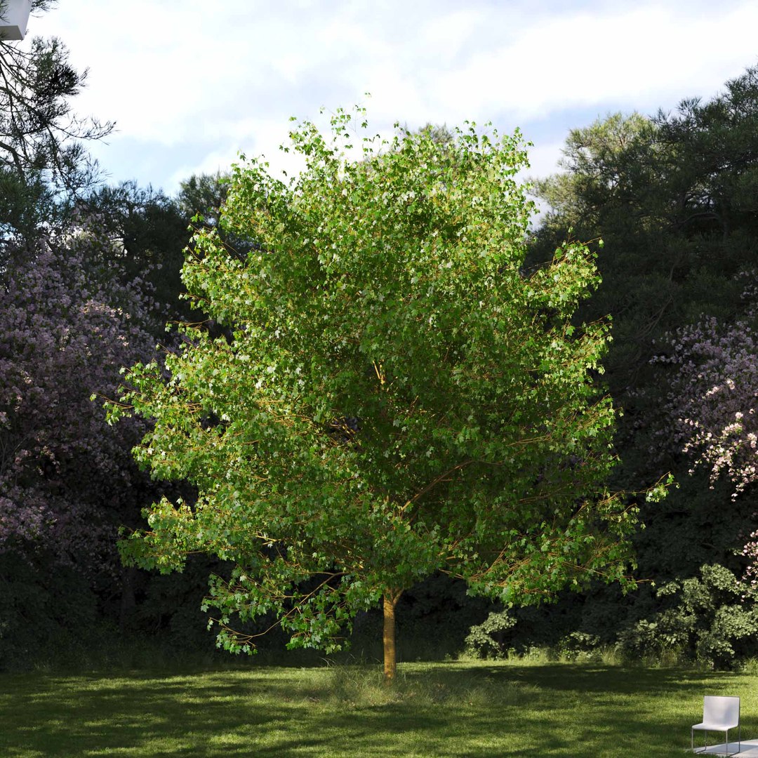 3D Real Trees III https://p.turbosquid.com/ts-thumb/6B/8vPwdA/qd/vpsycamoremaplev8/jpg/1685383520/1920x1080/fit_q87/995c433788d4db377d76f0113d925ff63390d168/vpsycamoremaplev8.jpg