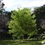 Real Trees III