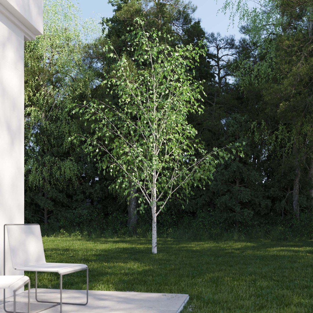 3D Real Trees III https://p.turbosquid.com/ts-thumb/6B/8vPwdA/r6/vpbirchv62k/jpg/1685383340/1920x1080/fit_q87/344fbcbb713fc6454b7741849261fd8f613f881c/vpbirchv62k.jpg