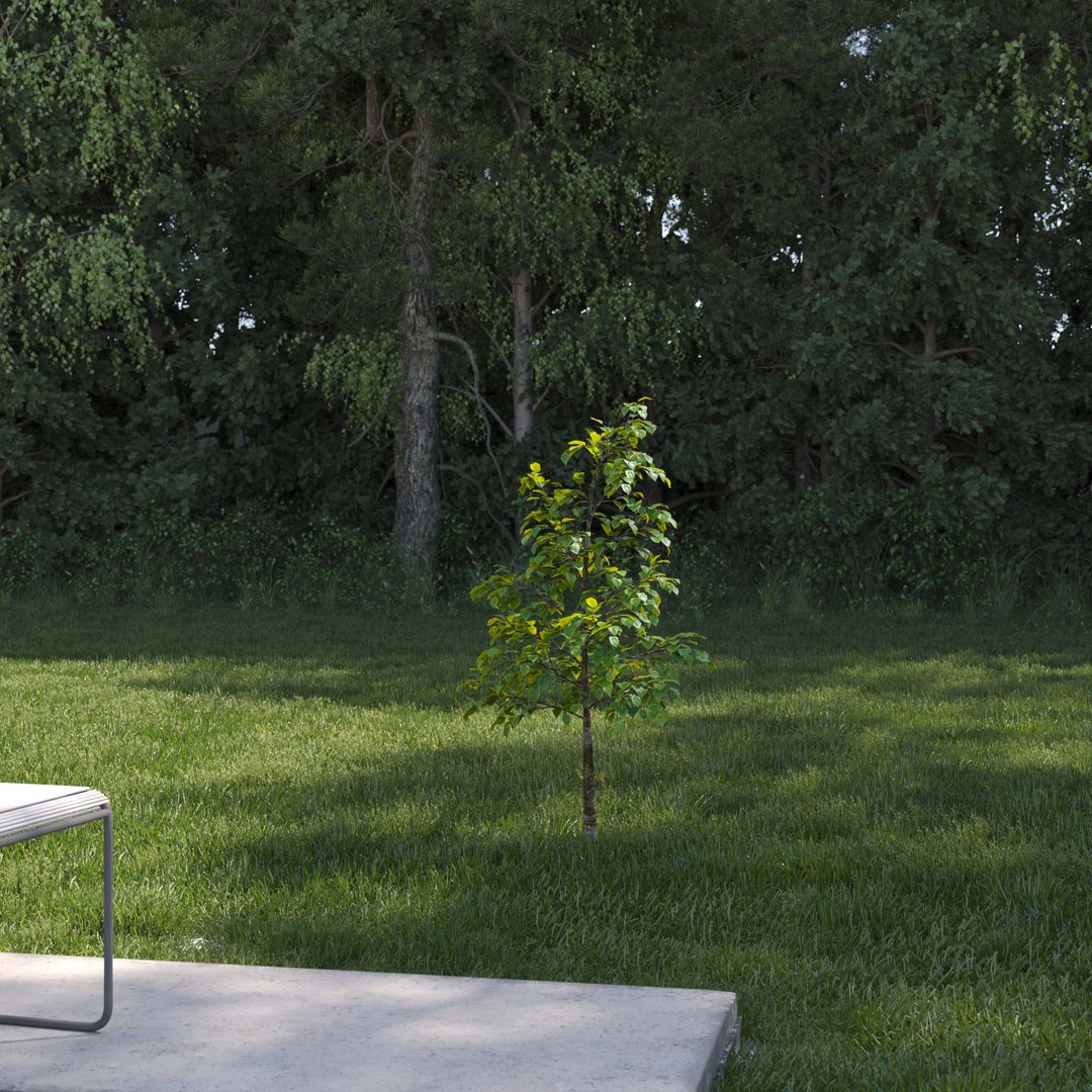 3D Real Trees III https://p.turbosquid.com/ts-thumb/6B/8vPwdA/r9/vplindentreev1/jpg/1685383405/1920x1080/fit_q87/ca4095603af01cc11125be913ae31ea3aaa26f51/vplindentreev1.jpg