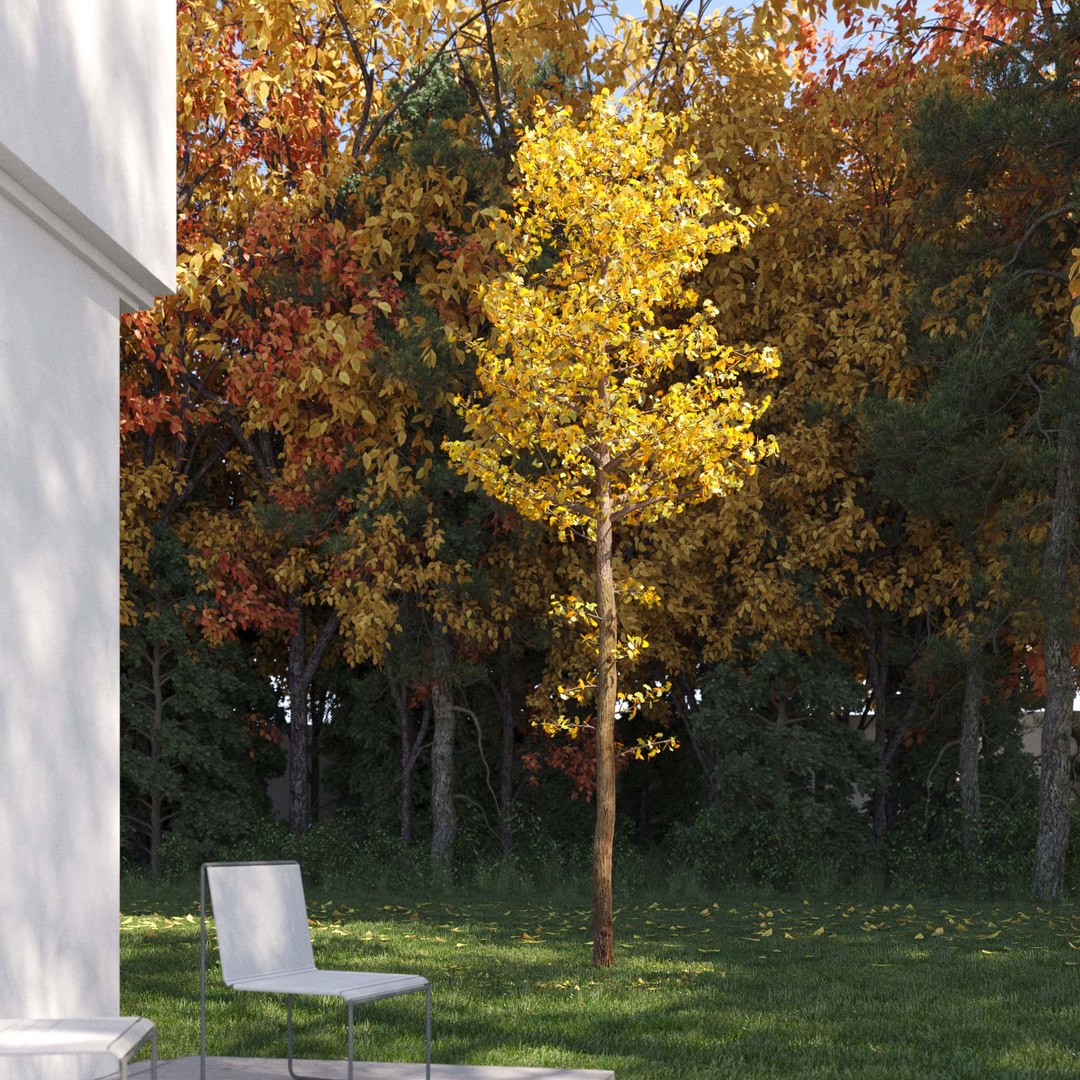 3D Real Trees III https://p.turbosquid.com/ts-thumb/6B/8vPwdA/rl/vpginkgotreev4/jpg/1685383377/1920x1080/fit_q87/5da62801efdd90e7ed07bc2b64bf1b58ca1892a4/vpginkgotreev4.jpg