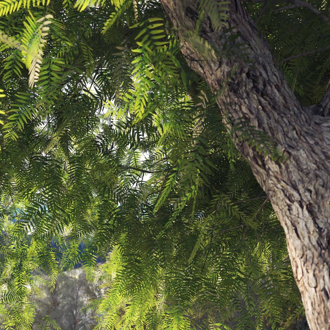 3D Real Trees III https://p.turbosquid.com/ts-thumb/6B/8vPwdA/rp/vpamericanpeppertreeleavesclose/jpg/1685383432/1920x1080/fit_q87/7693cd8466e1b81ab3c2d52ad750f28b8114d685/vpamericanpeppertreeleavesclose.jpg