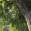 Real Trees III