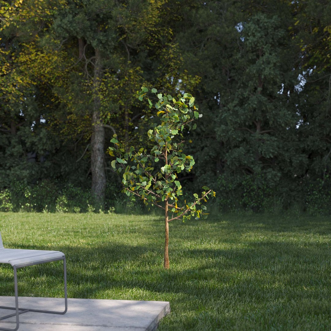 3D Real Trees III https://p.turbosquid.com/ts-thumb/6B/8vPwdA/sb/vpginkgotreev1/jpg/1685383375/1920x1080/fit_q87/2e5f6359859775db6f744ebb351fdb2cf3775454/vpginkgotreev1.jpg