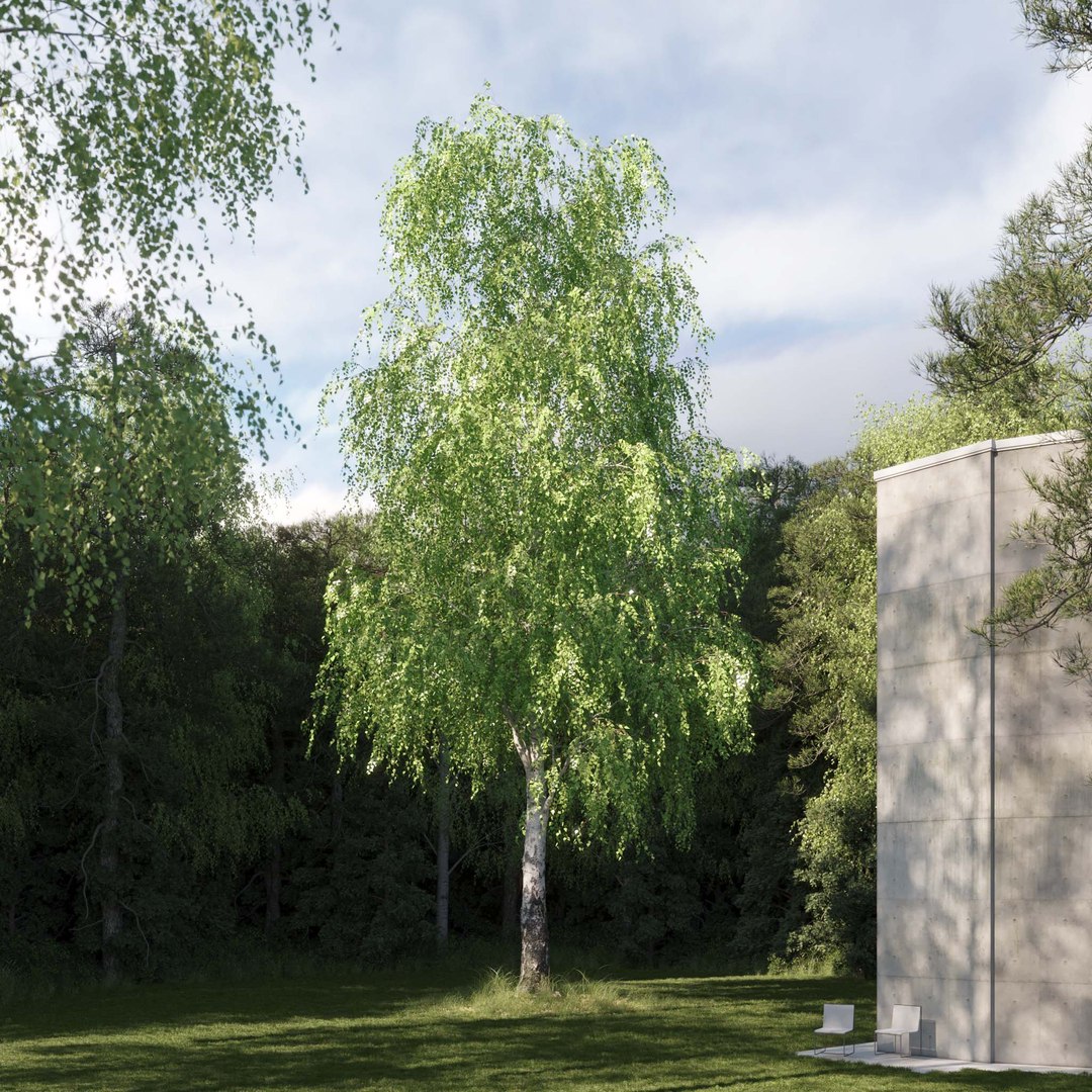 3D Real Trees III https://p.turbosquid.com/ts-thumb/6B/8vPwdA/tO/vpbirchv122k/jpg/1685383344/1920x1080/fit_q87/cb4e4012e9ff6d5d76fda71d3971f84da2c098c8/vpbirchv122k.jpg