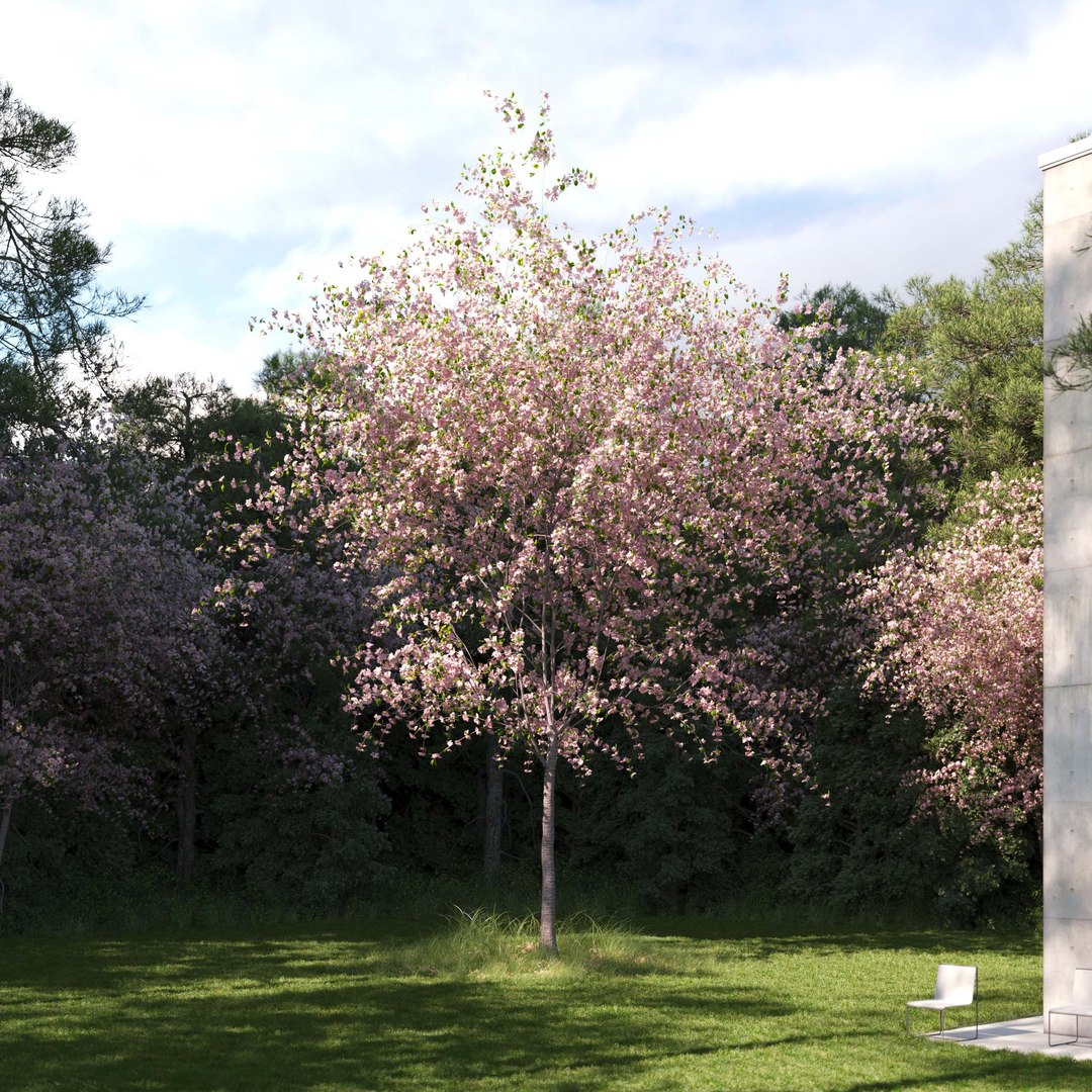 3D Real Trees III https://p.turbosquid.com/ts-thumb/6B/8vPwdA/uc/vpcherrytreev8/jpg/1685383498/1920x1080/fit_q87/fe0b152c586d88b781860adda1d7d4d601751c0d/vpcherrytreev8.jpg