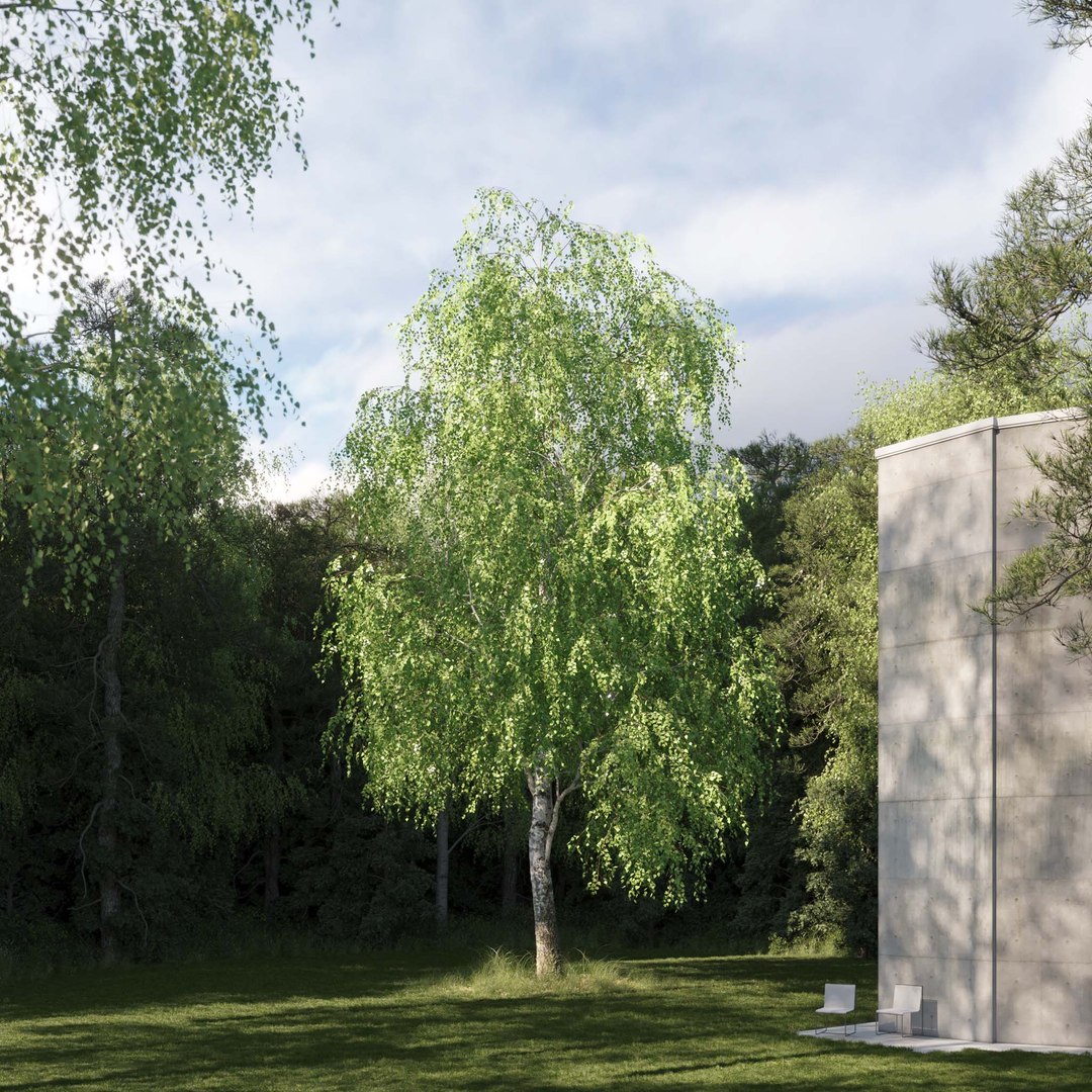 3D Real Trees III https://p.turbosquid.com/ts-thumb/6B/8vPwdA/ux/vpbirchv112k/jpg/1685383343/1920x1080/fit_q87/b564b8616f87166686dbc071b625e15af9c8e0d1/vpbirchv112k.jpg