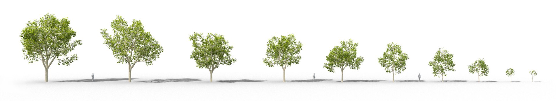 3D Real Trees III https://p.turbosquid.com/ts-thumb/6B/8vPwdA/vB/vpamericanplaneall10variations/jpg/1685383557/1920x1080/fit_q87/9ae8ba07756f72c139793b90eb136bd2ae1783e2/vpamericanplaneall10variations.jpg