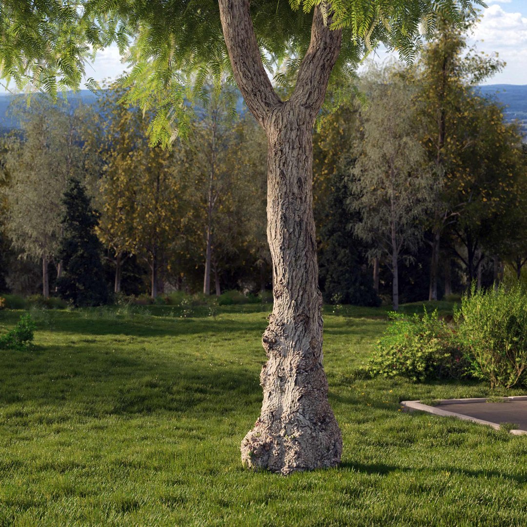 3D Real Trees III https://p.turbosquid.com/ts-thumb/6B/8vPwdA/vc/vpamericanpeppertreetrunk1close/jpg/1685383433/1920x1080/fit_q87/a83fadb810c24e792be743fe9f34230d6dfab1e1/vpamericanpeppertreetrunk1close.jpg