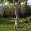 Real Trees III