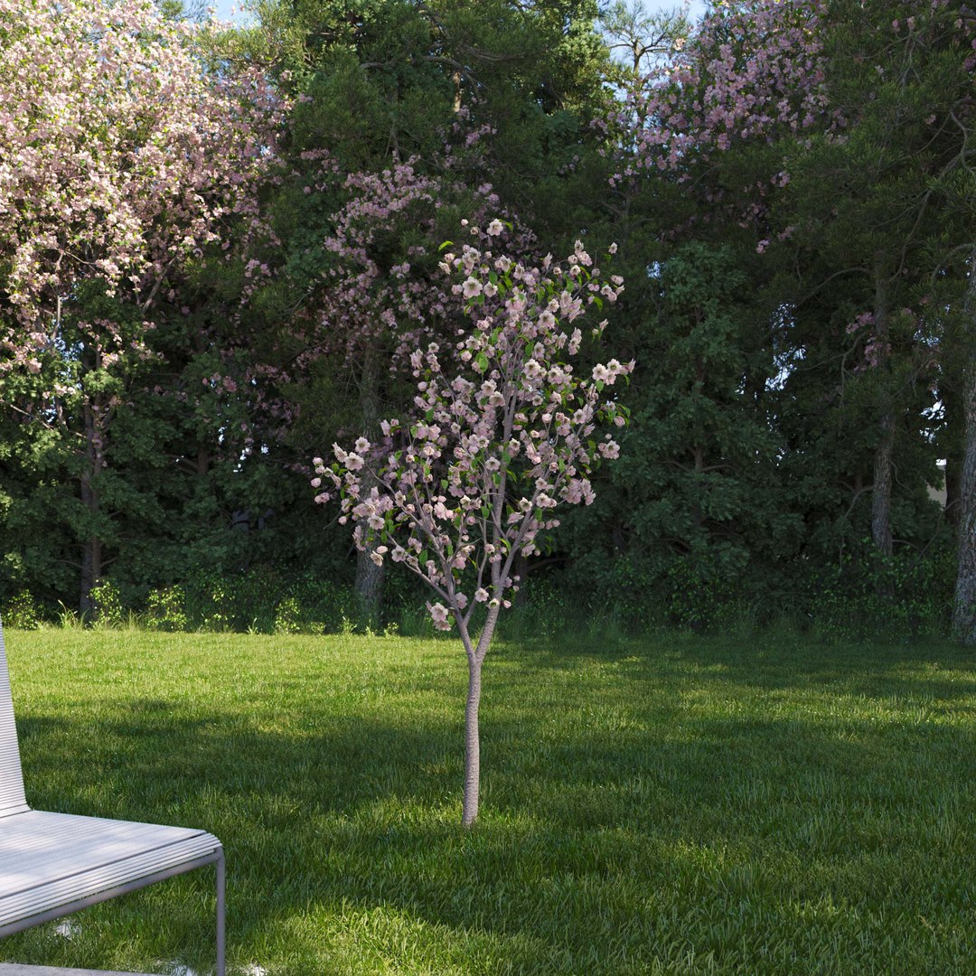 3D Real Trees III https://p.turbosquid.com/ts-thumb/6B/8vPwdA/w3/vpcherrytreev2/jpg/1685383491/1920x1080/fit_q87/058e552f6b652c97a5051596369da21a64e048fd/vpcherrytreev2.jpg