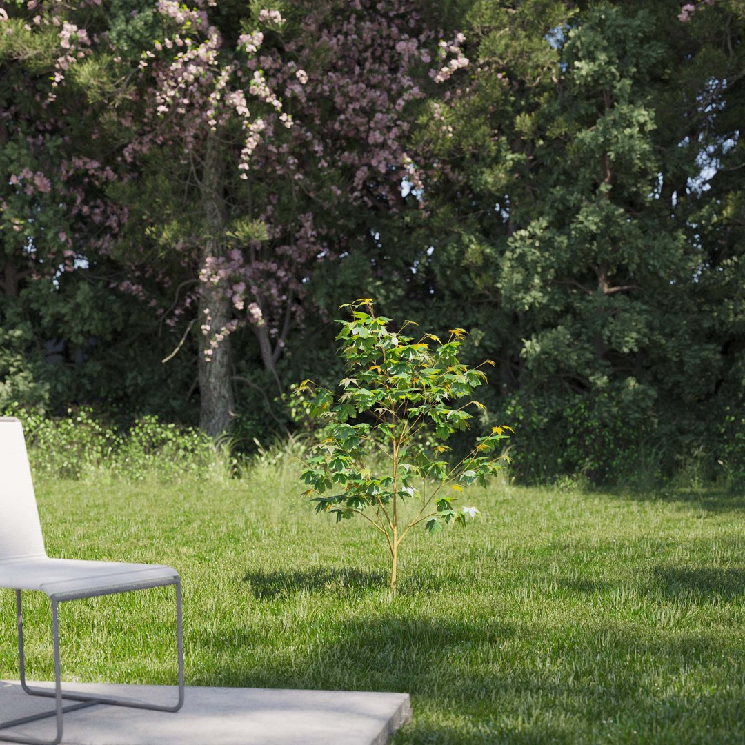 3D Real Trees III https://p.turbosquid.com/ts-thumb/6B/8vPwdA/wx/vpsycamoremaplev1/jpg/1685383516/1920x1080/fit_q87/6d6ff986bb77e9688fbbbec4b8a2ae8296ed9c13/vpsycamoremaplev1.jpg