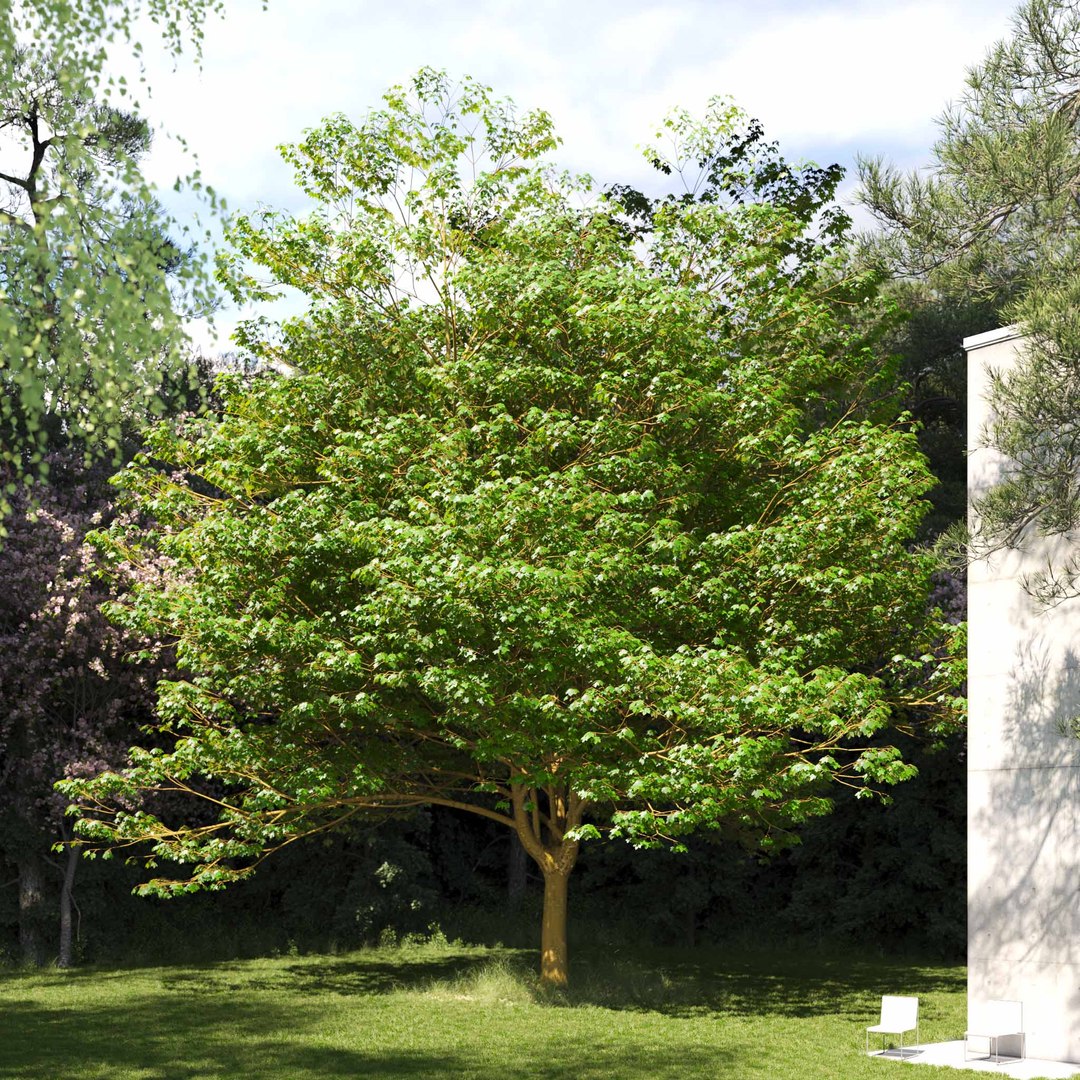 3D Real Trees III https://p.turbosquid.com/ts-thumb/6B/8vPwdA/x9/vpsycamoremaplev10/jpg/1685383521/1920x1080/fit_q87/3630ed1774a7fb5c7ae692b441f21773b4149407/vpsycamoremaplev10.jpg