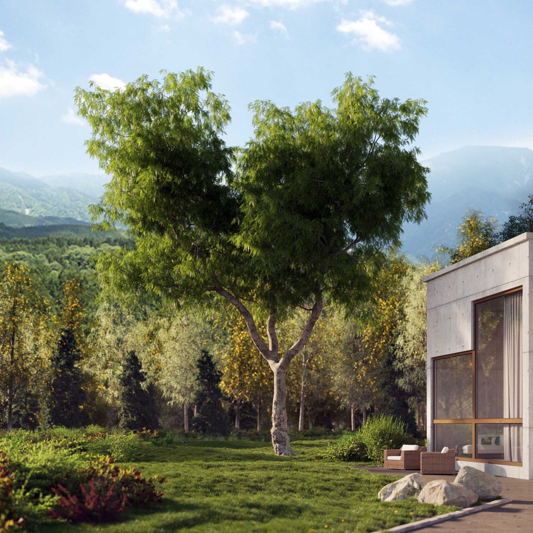 3D Real Trees III https://p.turbosquid.com/ts-thumb/6B/8vPwdA/xG/vpamericanpepperv9/jpg/1685383439/1920x1080/fit_q87/e041401983b27952ada9eca2cd229e7b9a722cbc/vpamericanpepperv9.jpg