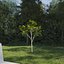 Real Trees III