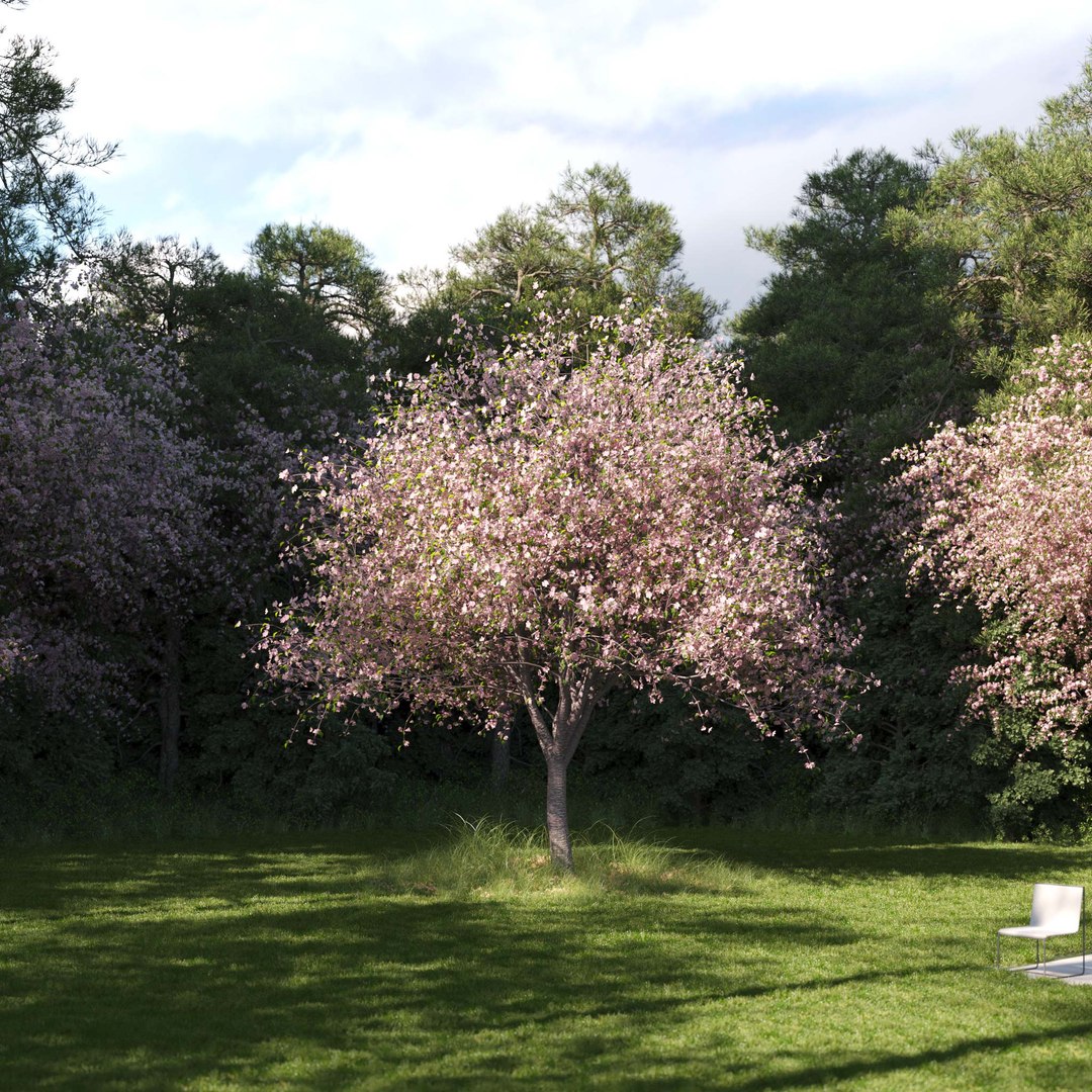 3D Real Trees III https://p.turbosquid.com/ts-thumb/6B/8vPwdA/xo/vpcherrytreev7/jpg/1685383495/1920x1080/fit_q87/ae438f949c89beae0aaf25b02bb3510983159a8a/vpcherrytreev7.jpg