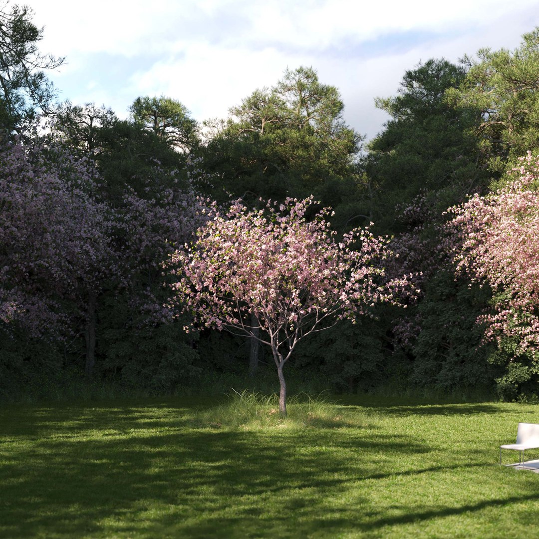 3D Real Trees III https://p.turbosquid.com/ts-thumb/6B/8vPwdA/xr/vpcherrytreev5/jpg/1685383497/1920x1080/fit_q87/eee904d6f55e2178d61897a316d4e5b7cef09161/vpcherrytreev5.jpg