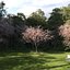 Real Trees III