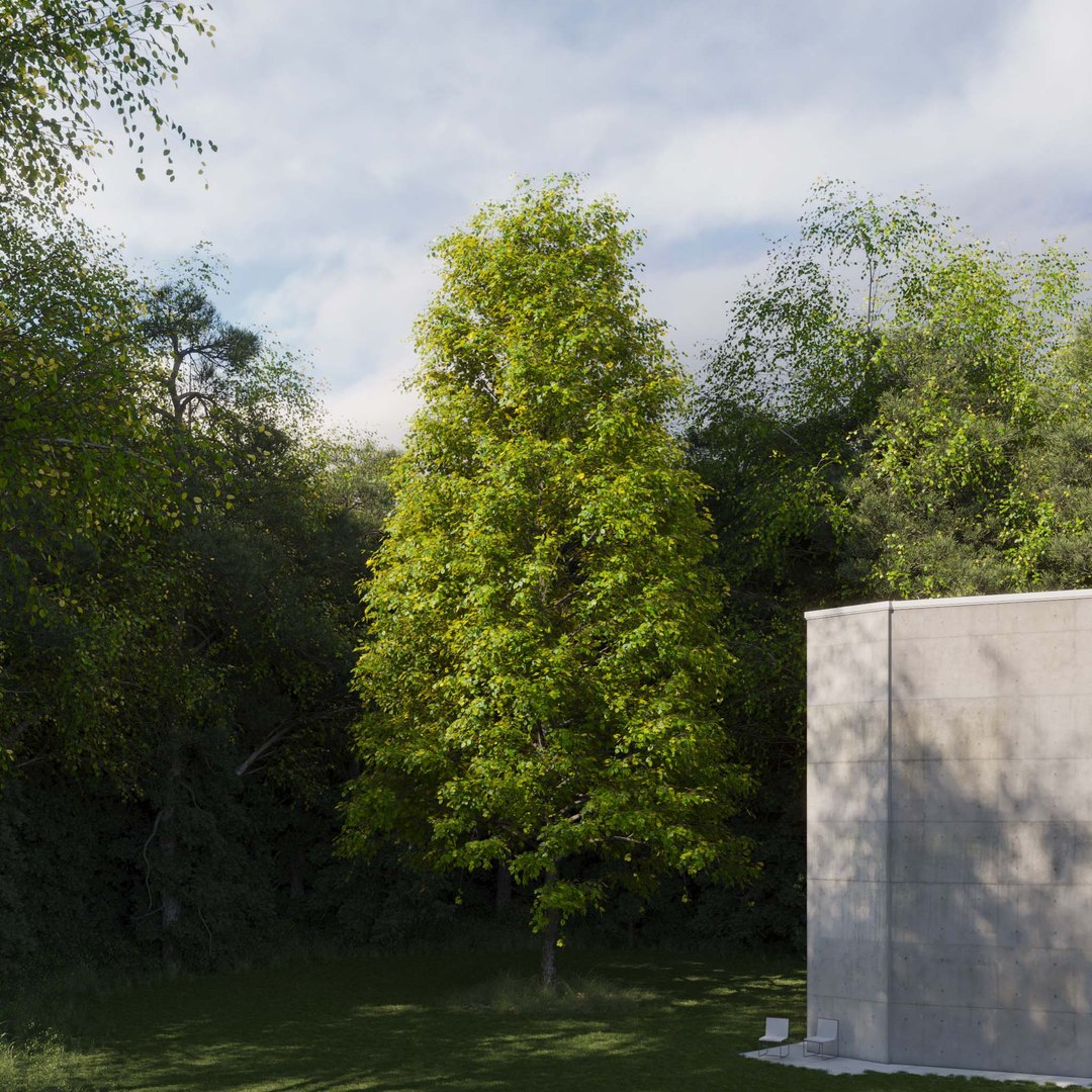 3D Real Trees III https://p.turbosquid.com/ts-thumb/6B/8vPwdA/yI/vplindentreev10/jpg/1685383411/1920x1080/fit_q87/9e90e98379153afc713bda2a3adebc772363d8dc/vplindentreev10.jpg