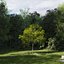 Real Trees III